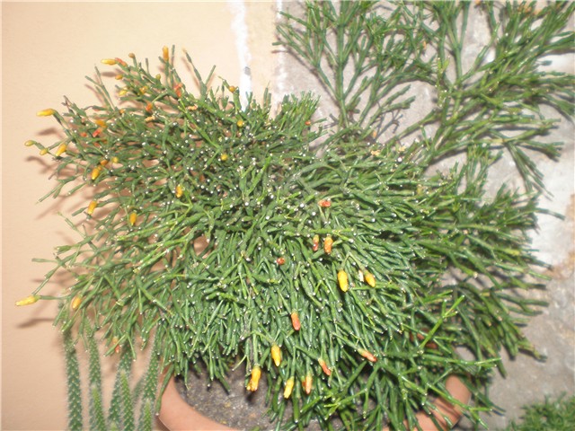 Riphsalis s.